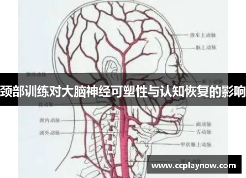 颈部训练对大脑神经可塑性与认知恢复的影响