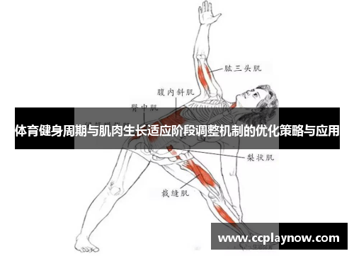 体育健身周期与肌肉生长适应阶段调整机制的优化策略与应用